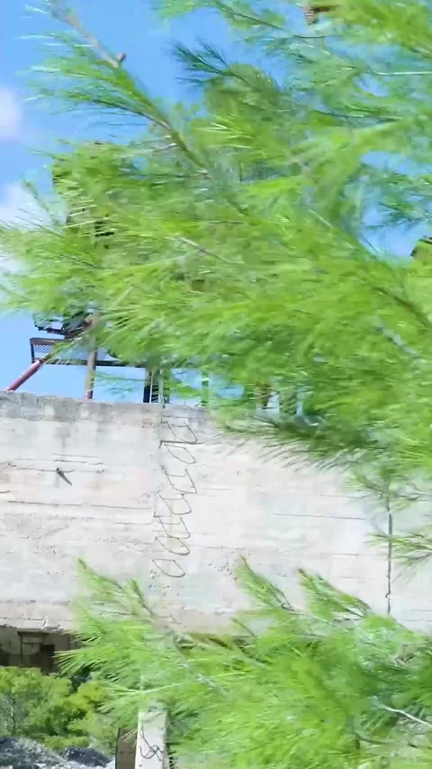 Wind blowing through tree near abandoned industrial building Stock Footage 294963996