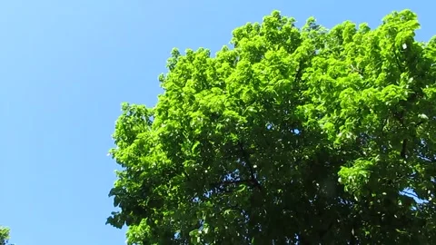 Wind Blowing Through Trees Against Blue Sky 库存影片 343477763