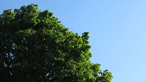 Wind Blowing Through Trees Against Blue Sky 库存影片 343477771