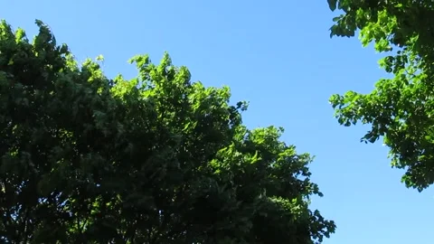 Wind Blowing Through Trees Against Blue Sky 库存影片 343477774