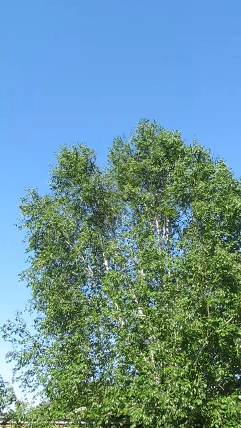 Wind Blowing Through Trees Against Blue Sky 库存影片 343477783