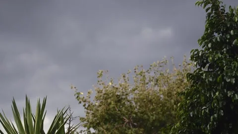 Wind blowing through trees Stock Footage 234804874