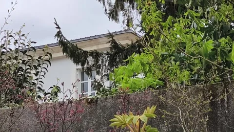 Wind blowing through trees Video stock 305668753