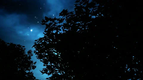 Wind blowing through trees at night Stock Footage 35437541