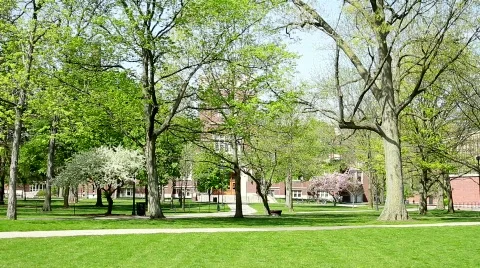 Wind Blowing Through Trees in Park Stockbeeldmateriaal 692053