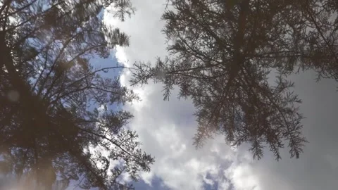 Wind blowing through trees reflected in water Stock Footage 292528780