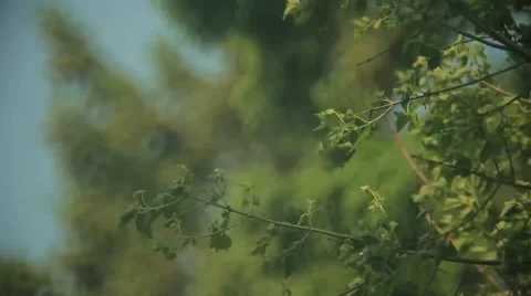 Wind Blowing Through Trees1 Stock Footage 46312489