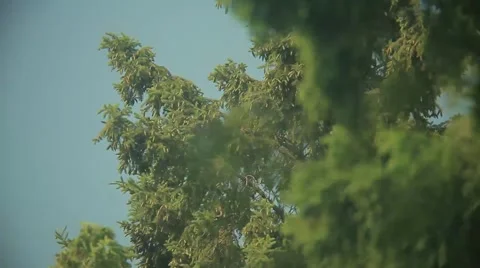 Wind Blowing Through Trees2 Stock Footage 46312524