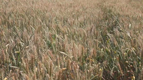 Wind blowing through wheat crop spreading seeds Stock Footage 68417379