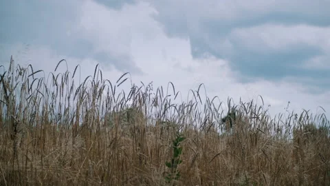 Wind blowing through wheat in a field Stock Footage 130381497