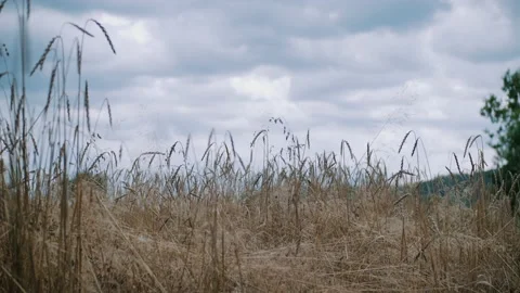 Wind blowing through wheat in a field Stock Footage 130439318