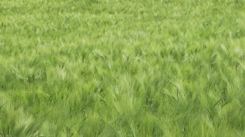 Wind blowing through a wheat field during summer day Stock Footage 143708537