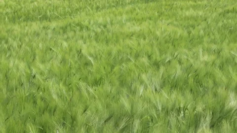 Wind blowing through a wheat field during summer day Stock Footage 143710473
