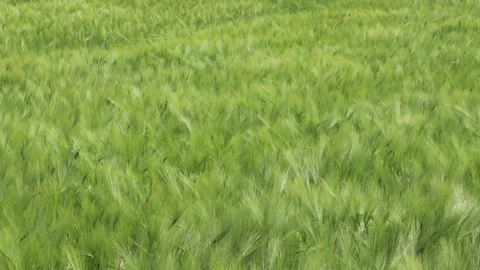 Wind blowing through a wheat field during summer day Stock Footage 143710756