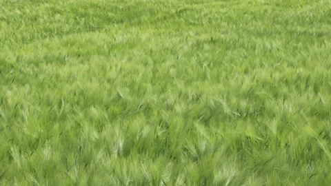 Wind blowing through a wheat field during summer day Stock Footage 143711645