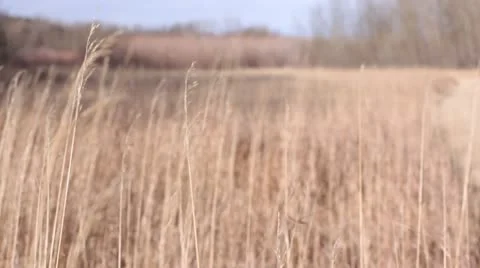 Wind Blowing Through Wild Winter Grasses Stock-Footage 21257985