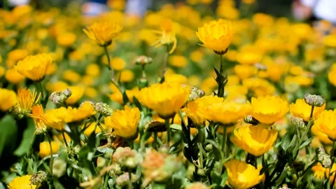 Wind blowing through yellow daisy flowers Stock Footage 133306610
