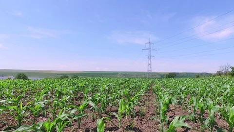 Wind blowing through young cornfield plant in fertile soil, organic farm Stock Footage 72158638
