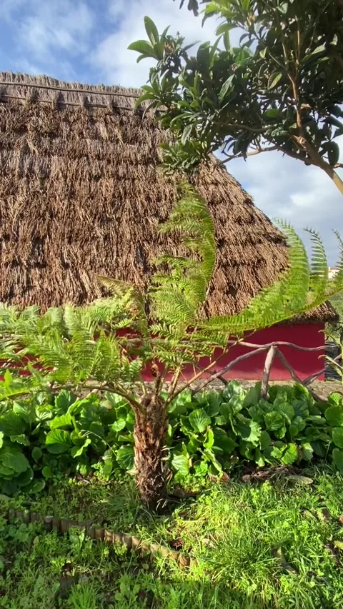 Wind Blowing Through Young Tree with Thatched Roof House in the Backdrop, Santan Stock Footage 332443409