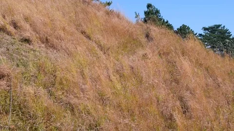 Wind blowing thru the brown dried grass of the hills Stock Footage 102246015