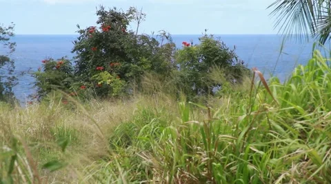Wind blowing thru field in Hawaii Video stock 44882828
