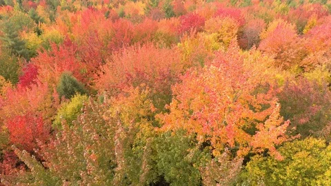 Wind blowing thru leaves of colored trees in shades of pink and red Video stock 119213205