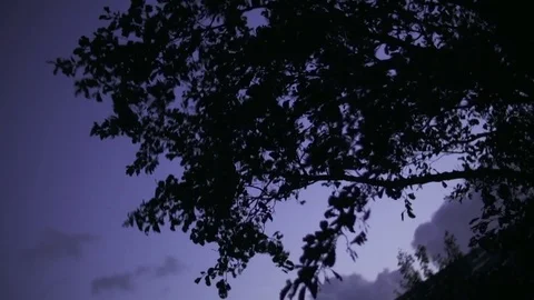 Wind blowing tree against sky Stock Footage 71565861