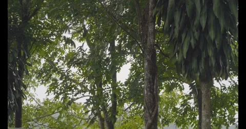 Wind blowing at tree and green leaves forest in summer morning Stock Footage 305764840