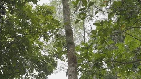 Wind blowing at Tree with branches and green leaves Stock Footage 305764655