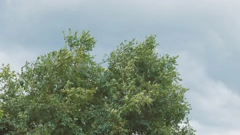 Wind blowing tree branches with cloudy storm. Stock Footage 160030486