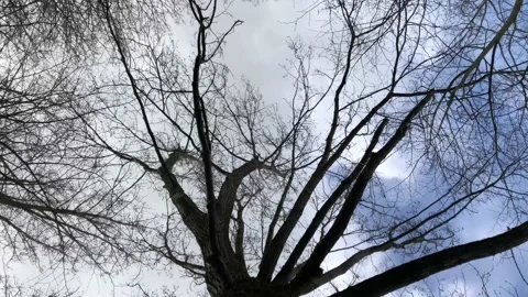 Wind blowing tree branches Vídeo Stock 154309497