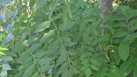 Wind blowing tree branches outdoors Stock Footage 336062028