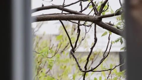 Wind blowing tree branches in winter day seen from indoors. Hand open and closes Vidéo 149916703