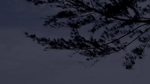 Wind Blowing a Tree in Dark Night Video stock 55065646