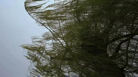 Wind Blowing Tree Stock Footage 707636
