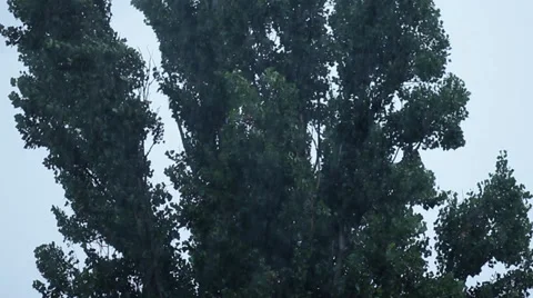 Wind blowing in tree in heavy rainstorm, summer rain showers, bad weather HD 스톡 동영상 32548941