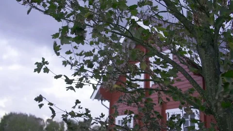 Wind blowing tree with house in background Stock Footage 71566013