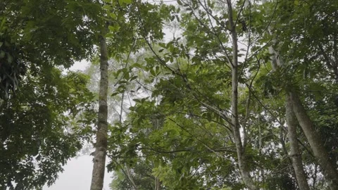 Wind blowing on tree, leaves are shaking because the wind blows Stock Footage 305764605