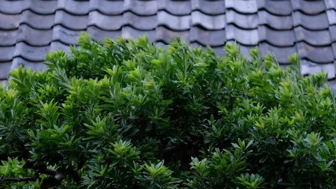 Wind Blowing Tree Leaves Stock Footage 94593740