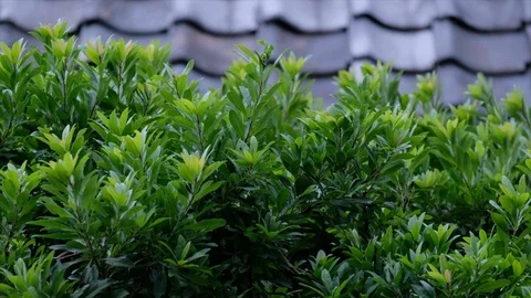 Wind Blowing Tree Leaves Stock Footage 94593941