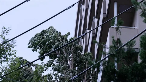 Wind Blowing Tree Leaves Stock Footage 94594277