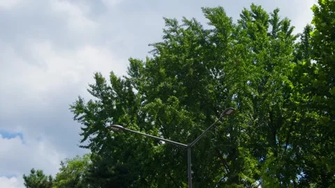 Wind Blowing Tree Leaves Gently with Street Lamp Urban Nature Korea Vidéo 344525263