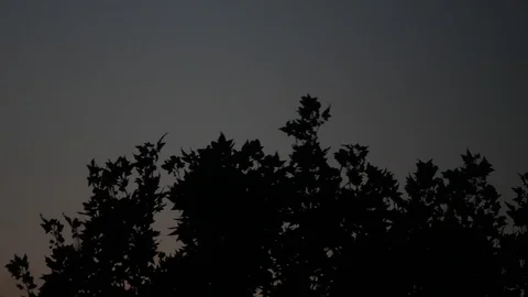 Wind blowing on a tree top on dark evening Stock-Footage 94204789