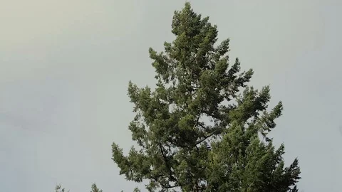 Wind blowing in tree top Stock Footage 89821686