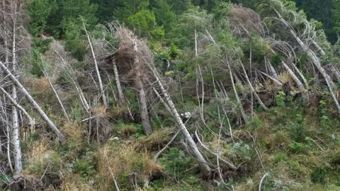 Wind blowing trees after storm showing climate change effect 스톡 동영상 331726169