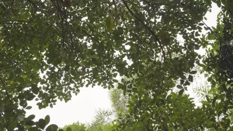 Wind blowing at trees and leaves, forest at daytime, calm, relaxing Stock Footage 305764821