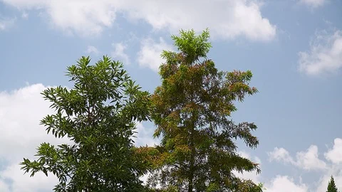 Wind Blowing Trees with Clouds and Blue Sky 2 Video stock 93555290