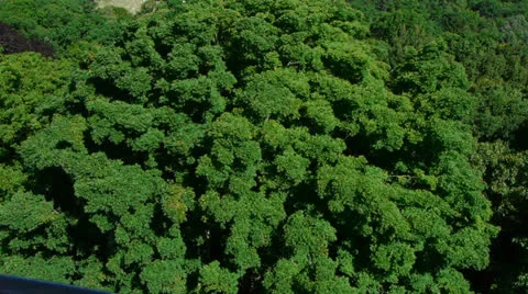 Wind Blowing Trees Video stock 24694956