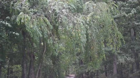 Wind blowing in the trees Stock Footage 44444243