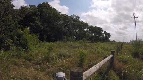 Wind blowing trees Stock-Footage 108451876